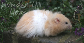 Jolly Cream Giant- Red Eyed Cream Banded Longhaired